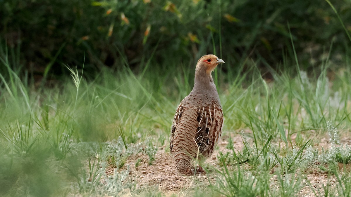 Daurian Partridge - ML638221767