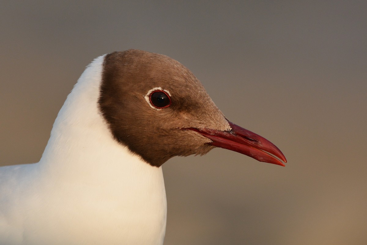 Black-headed Gull - ML638221771