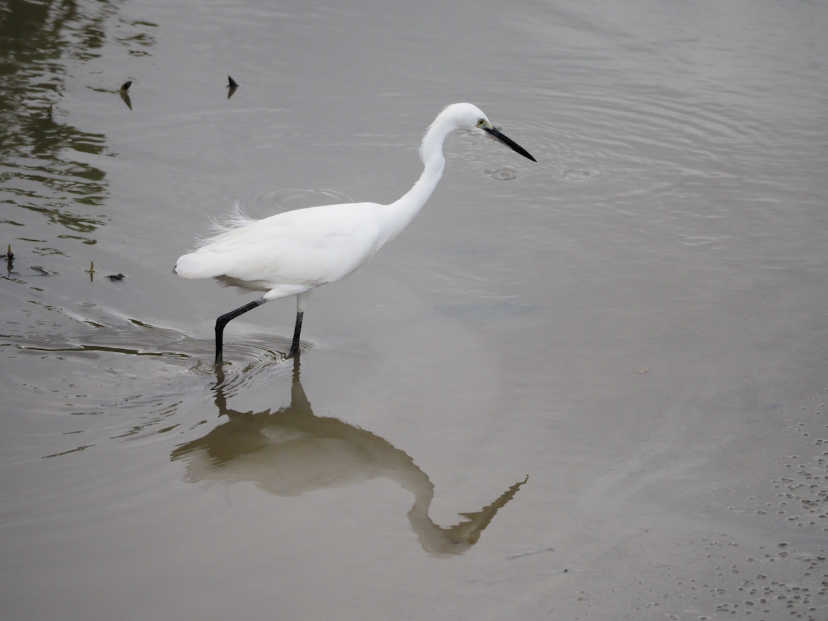 Little Egret - ML638221772