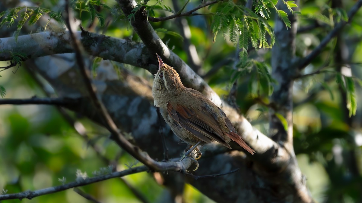 Olive Spinetail - ML638221785