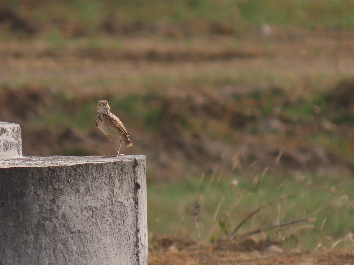 Jerdon's Bushlark - ML638221786