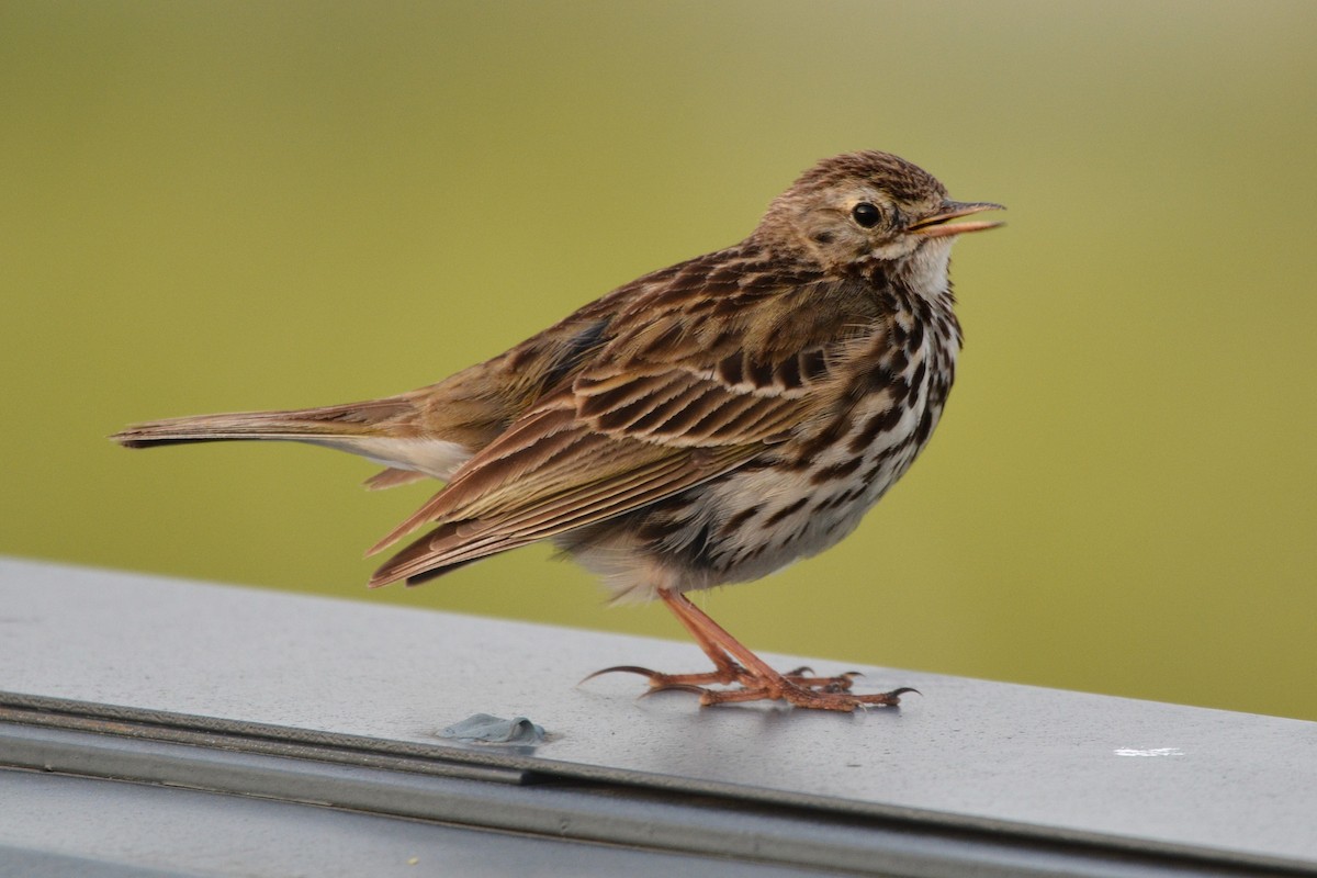 Meadow Pipit - ML638221788