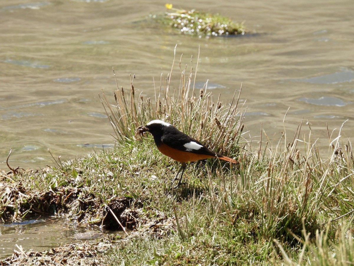 White-winged Redstart - ML638221789