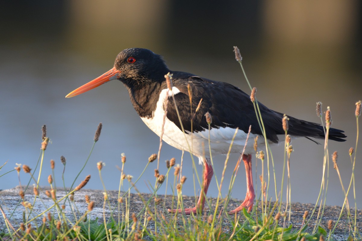Eurasian Oystercatcher - ML638221791