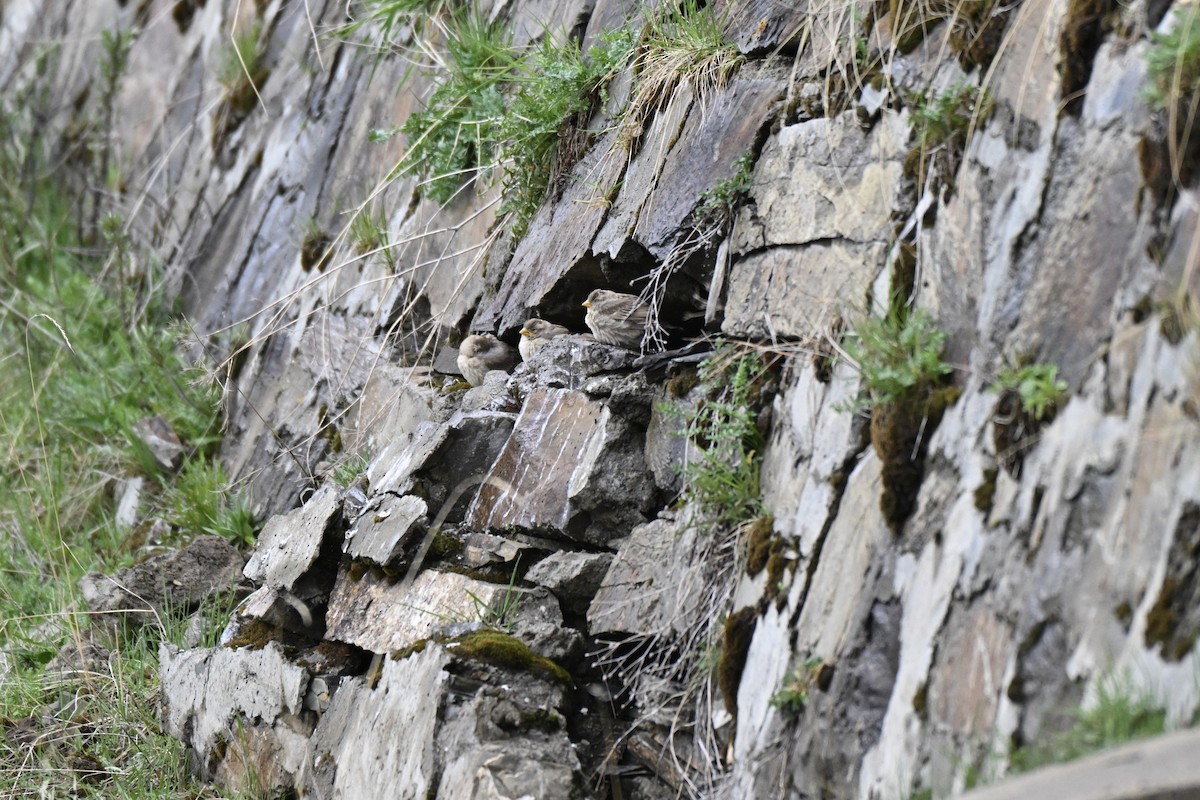 Rock Sparrow - ML638221792