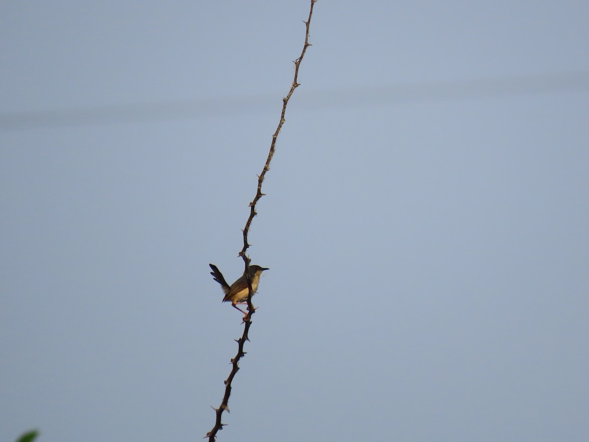 Ashy Prinia - ML638221797