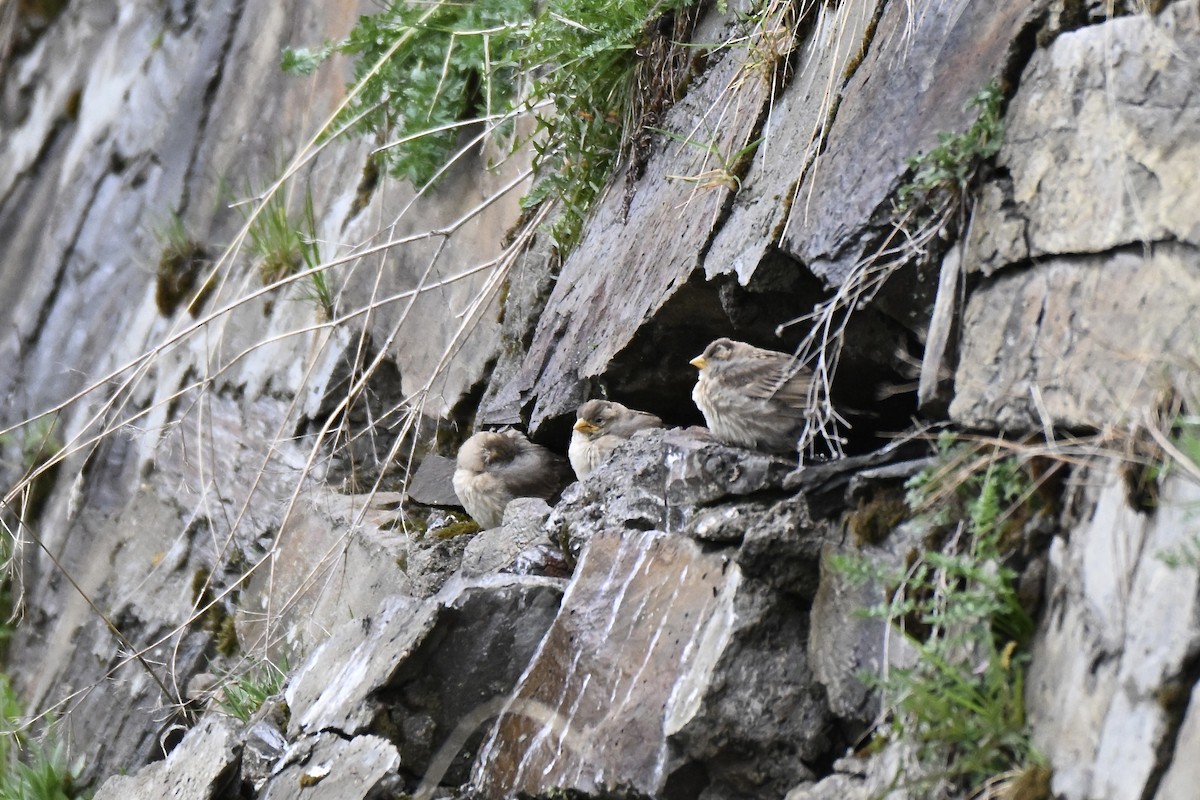 Rock Sparrow - ML638221798