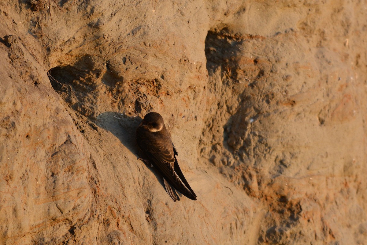 Bank Swallow - ML638221801