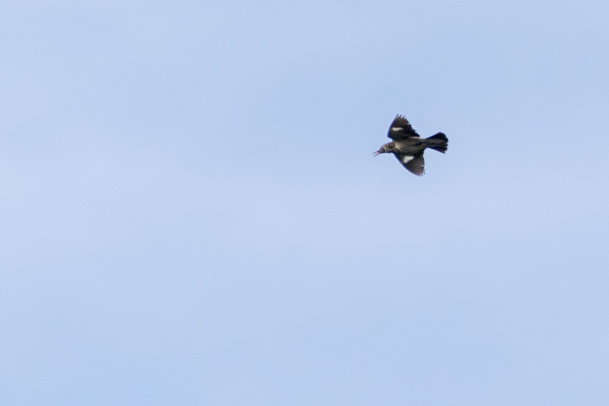 Red-billed Starling - ML638221804