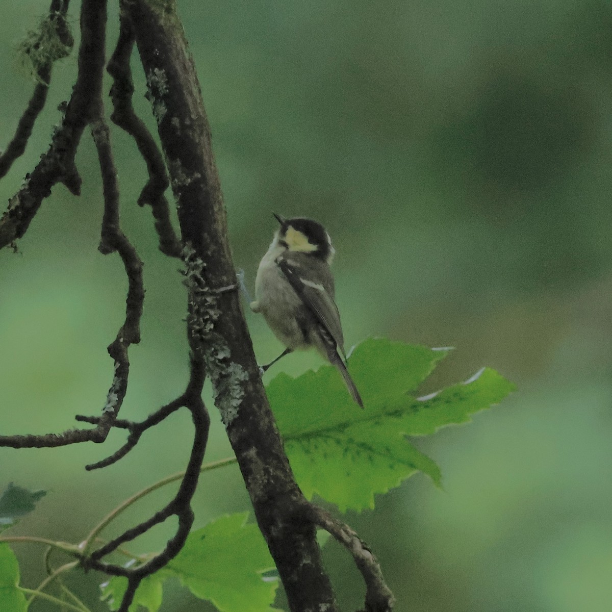 Coal Tit - ML638221816