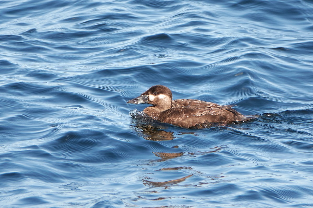 Surf Scoter - ML638221823