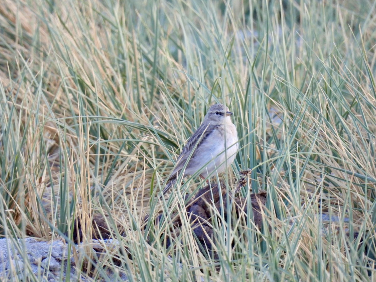 Hume's Lark - ML638221828