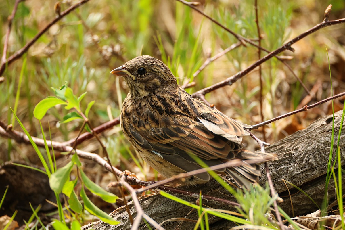 Pine Bunting - ML638221832