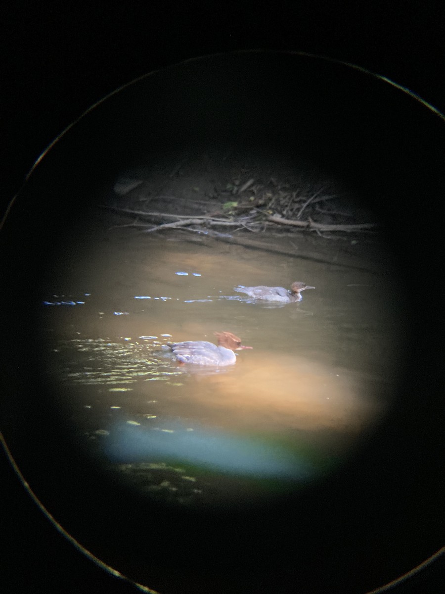 Common Merganser - ML638221837