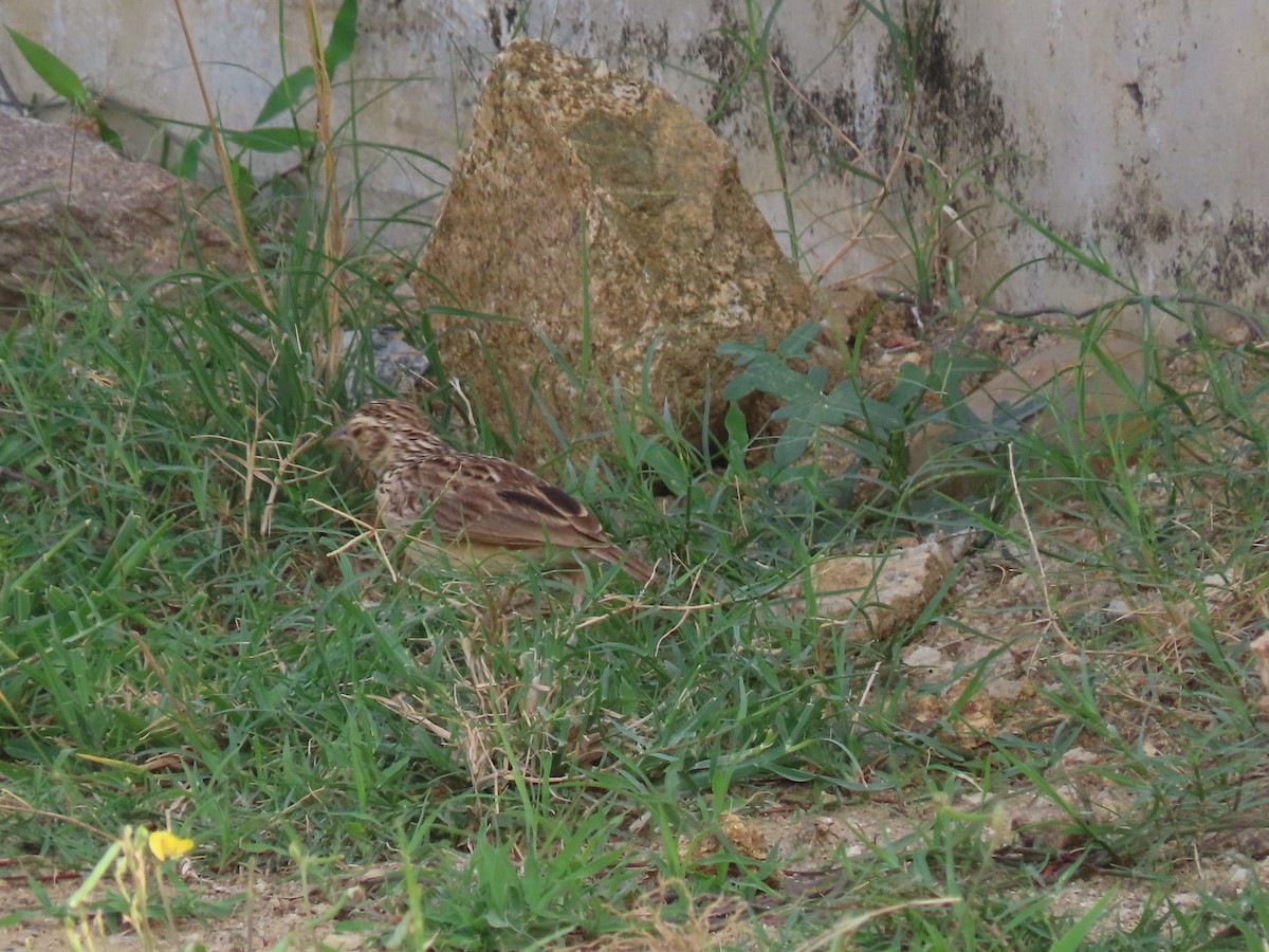 Jerdon's Bushlark - ML638221844