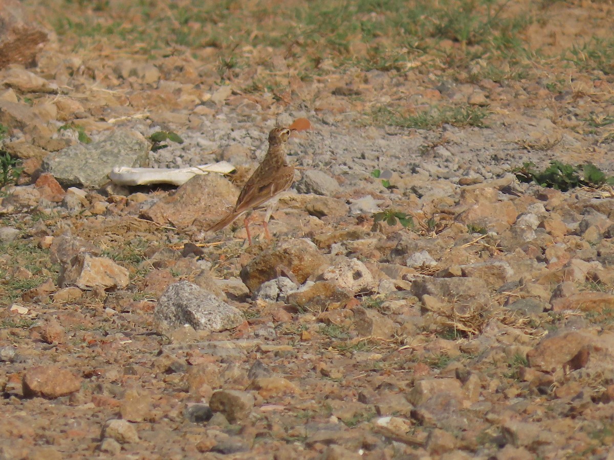Paddyfield Pipit - ML638221872