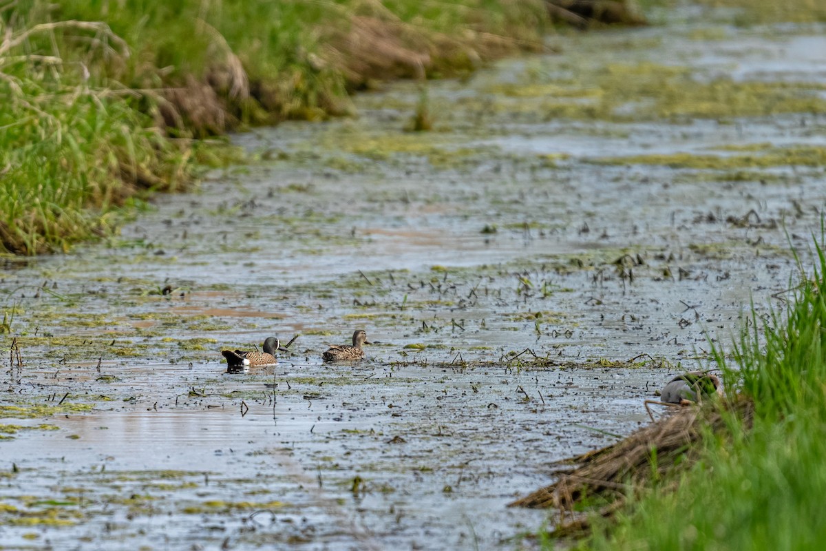 Blue-winged Teal - ML638221874