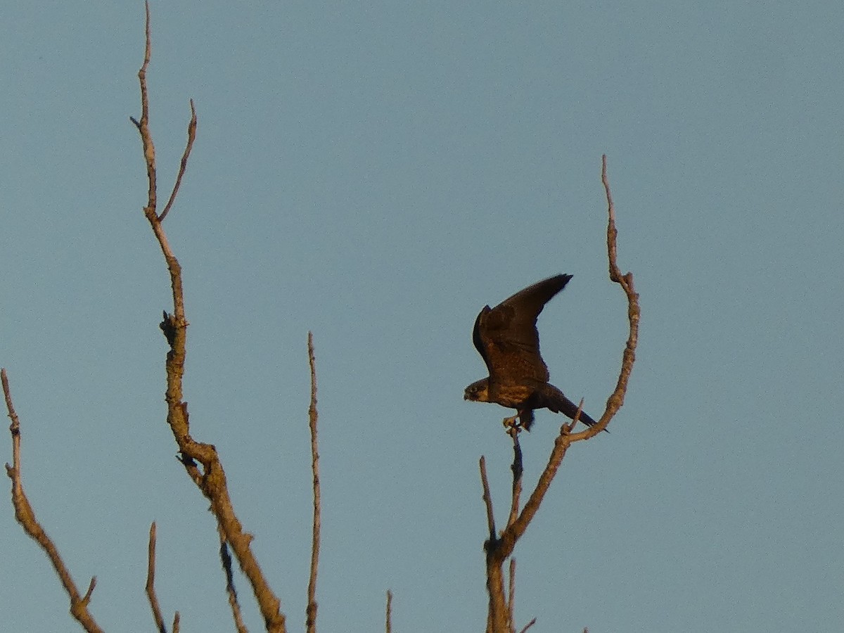 Eleonora's Falcon - ML638221877