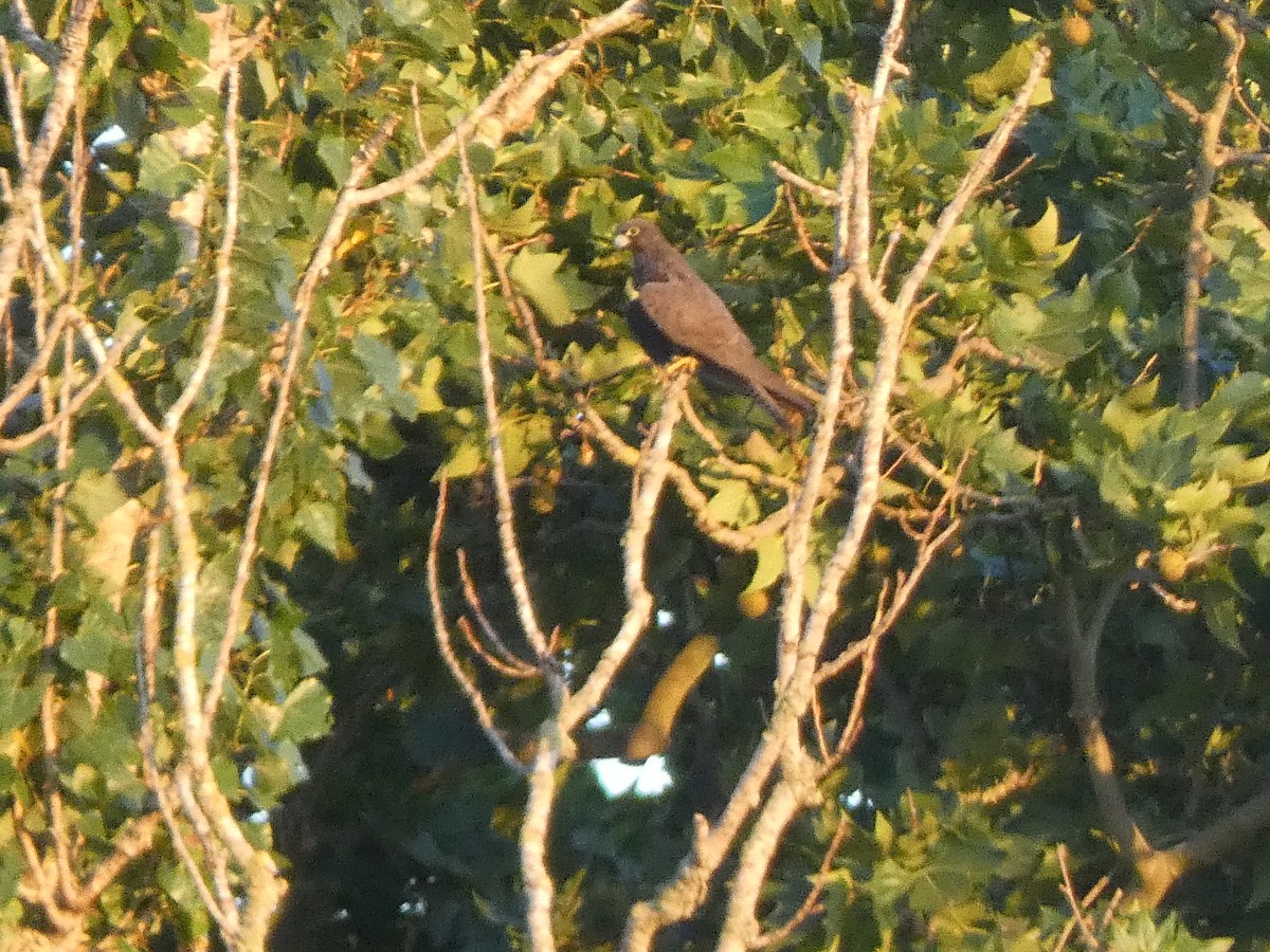 Eleonora's Falcon - ML638221878