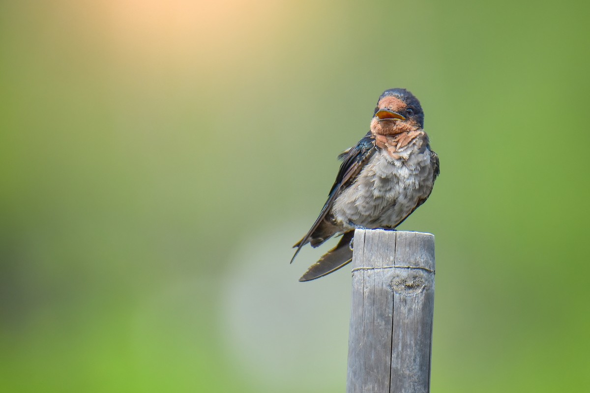 Pacific Swallow - ML638221882