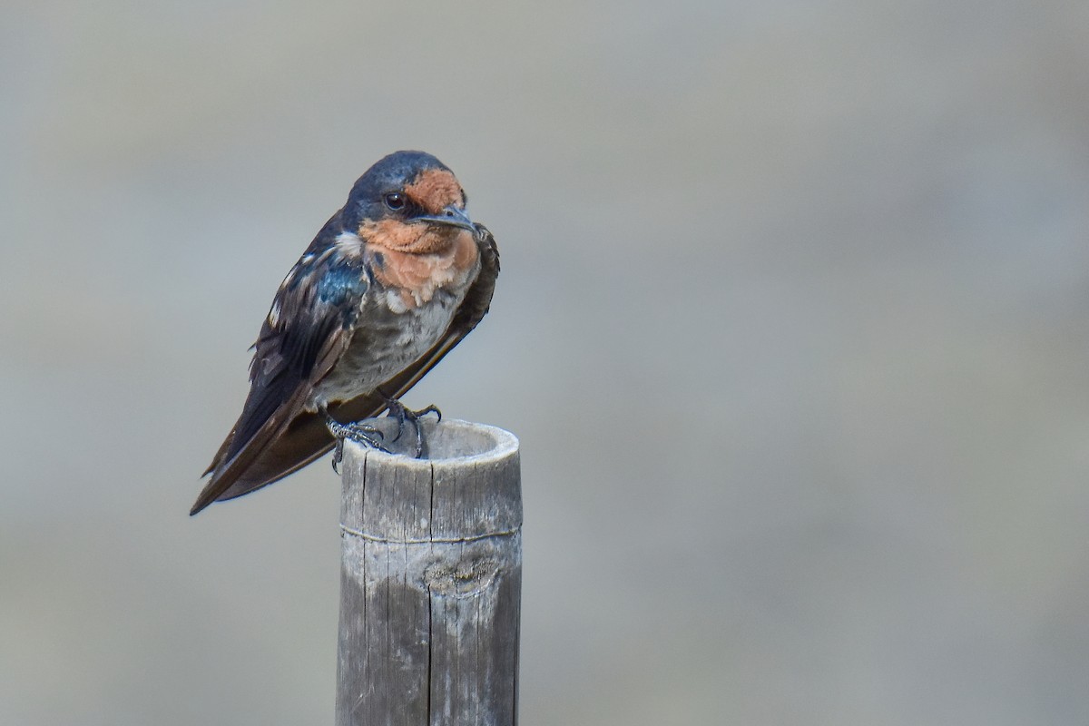 Pacific Swallow - ML638221887