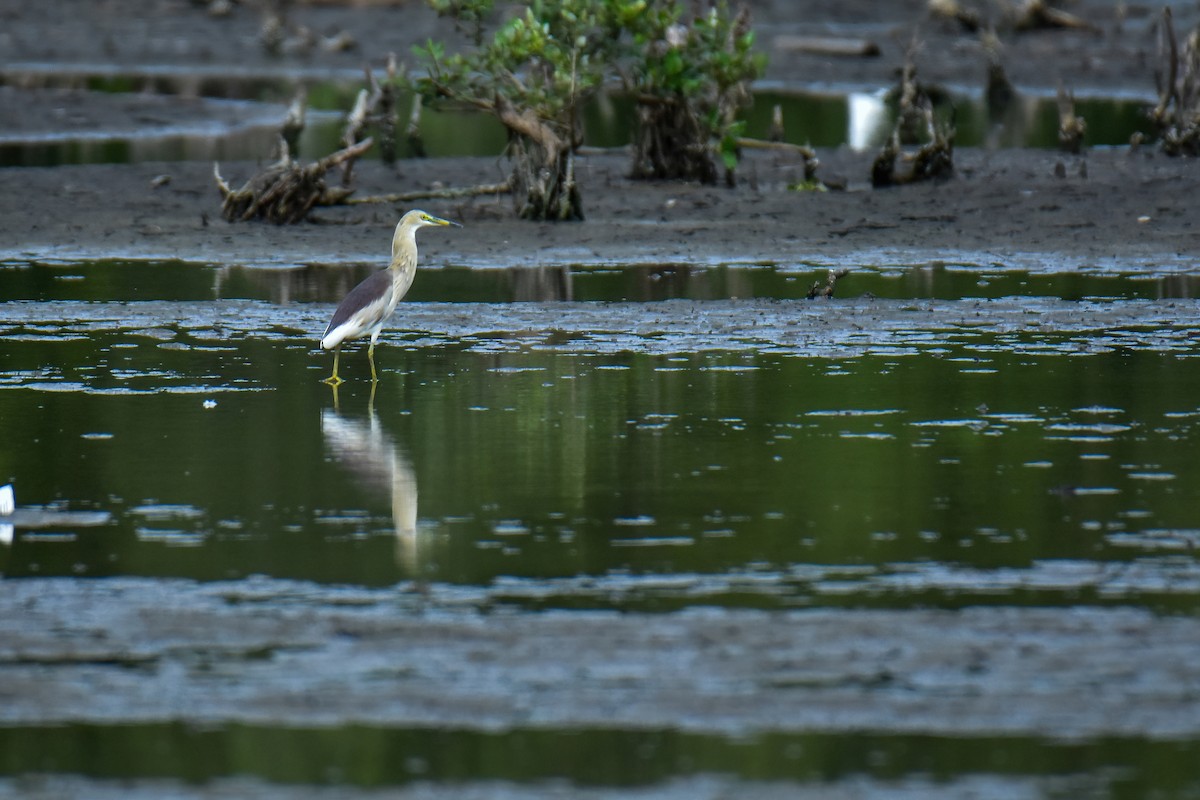 Indian Pond-Heron - ML638221890
