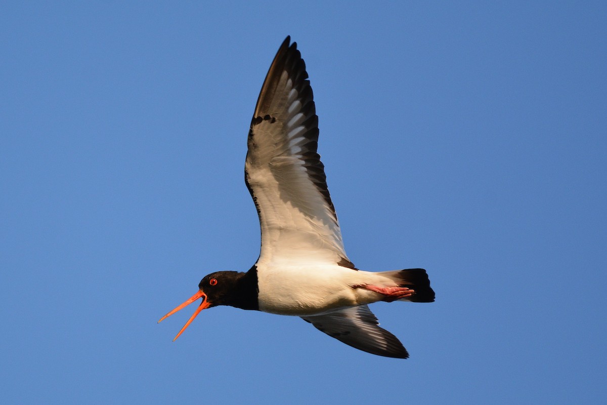 Eurasian Oystercatcher - ML638221891