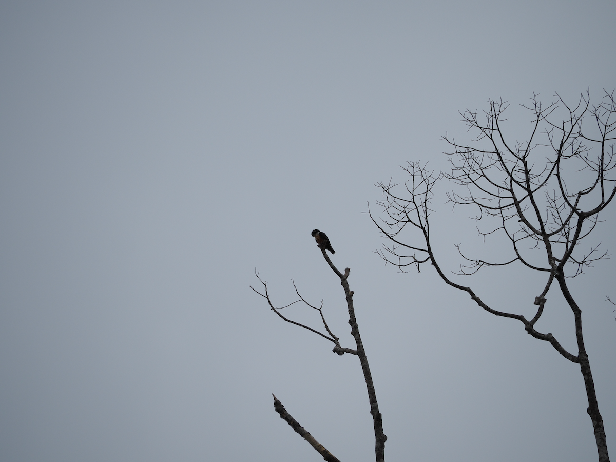 Black-thighed Falconet - ML638221909