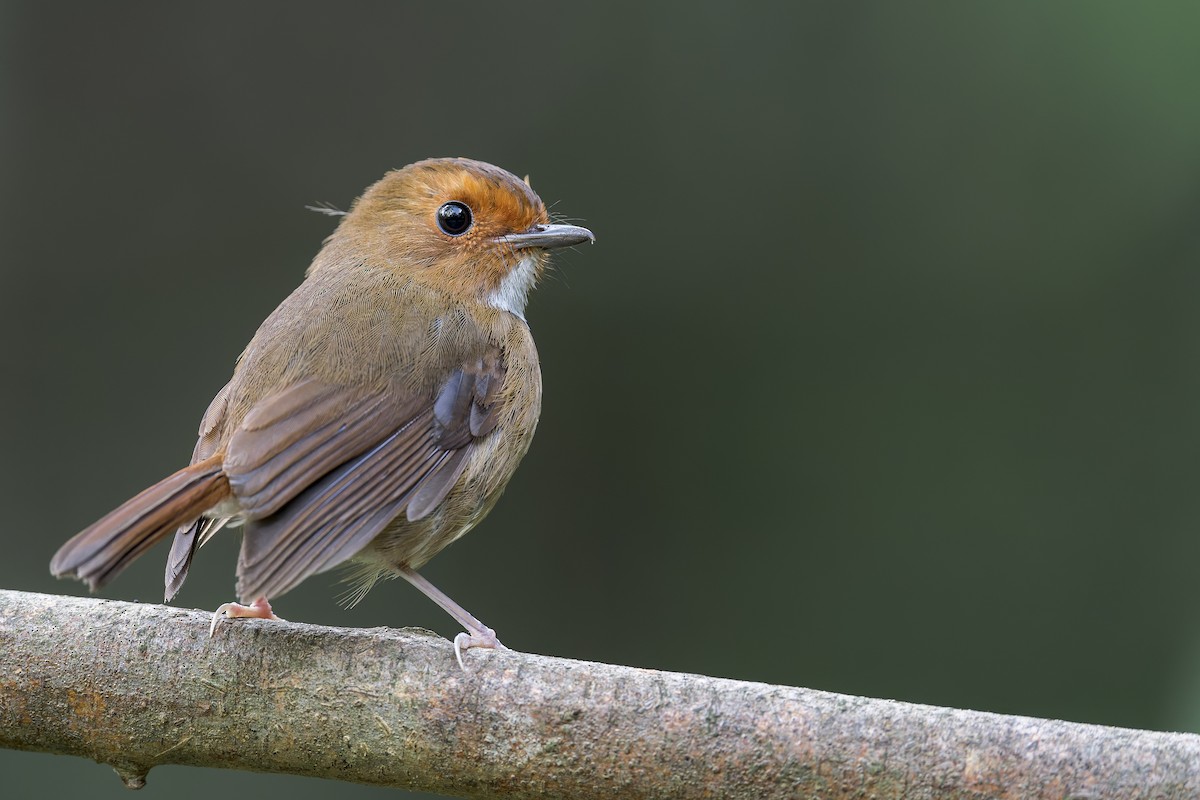 Rufous-browed Flycatcher - ML638221920
