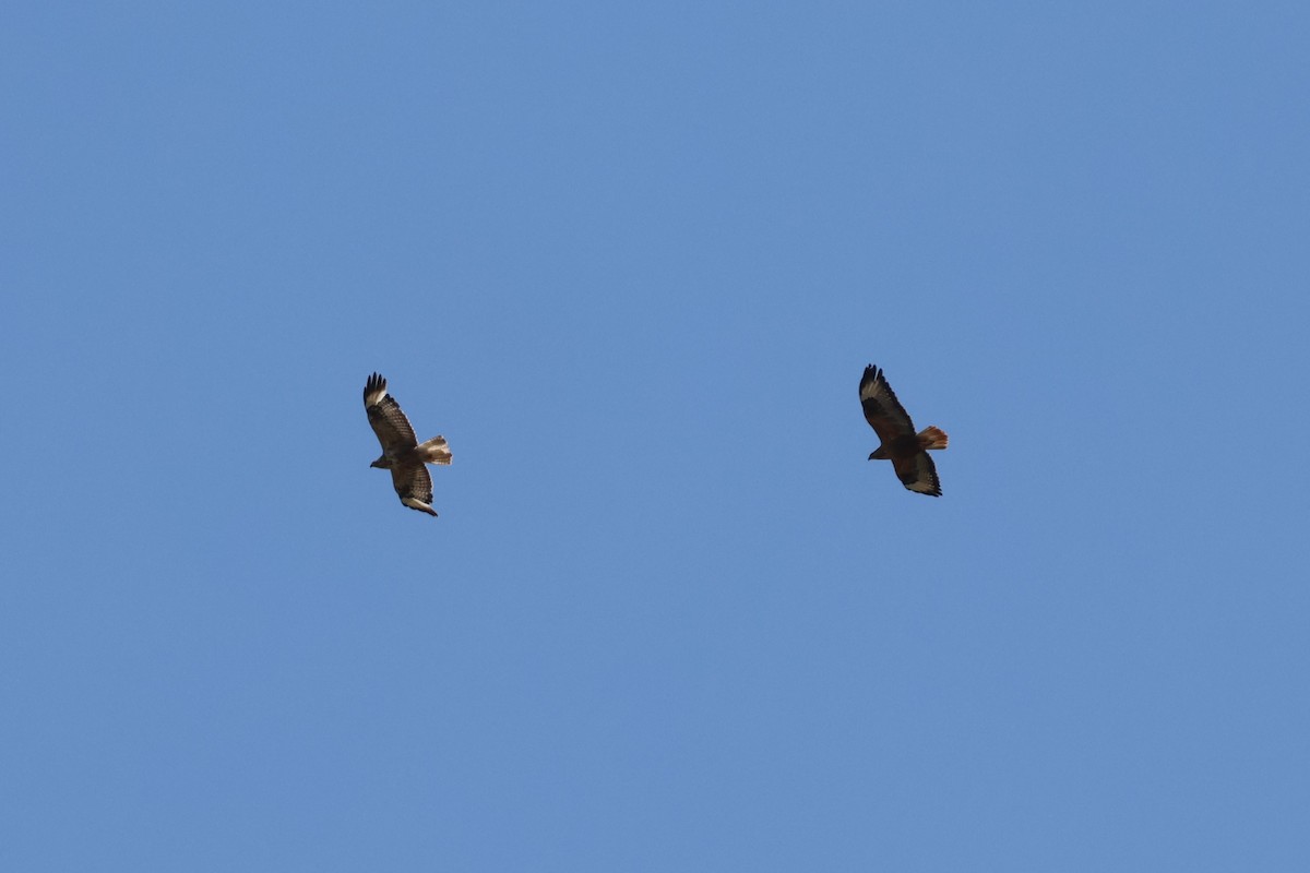 Long-legged Buzzard - ML638221926