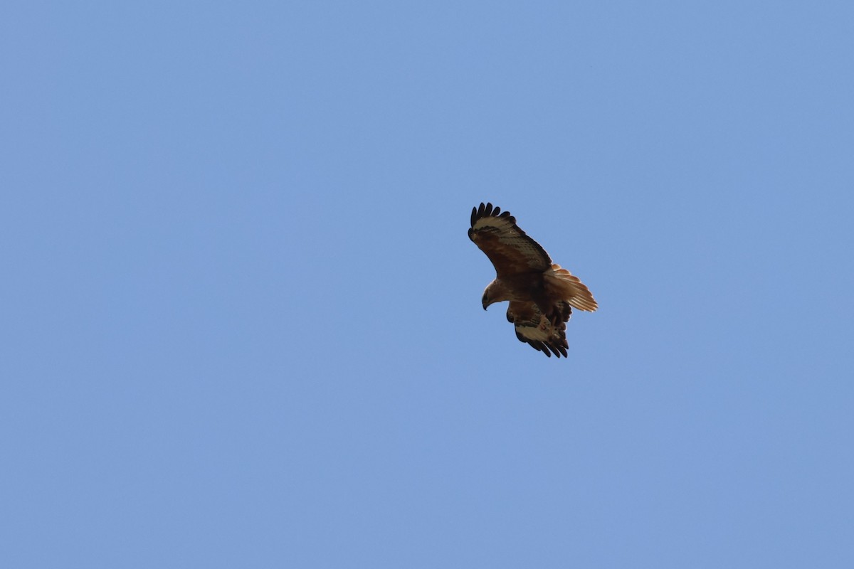 Long-legged Buzzard - ML638221927