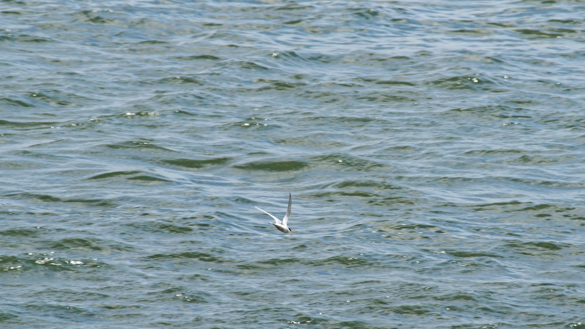 Little Tern - ML638221930