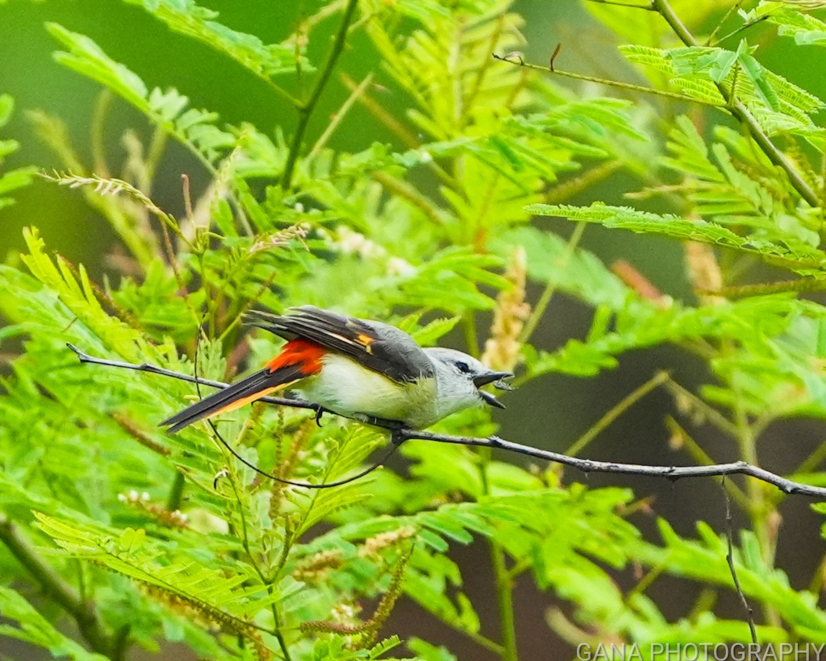 Small Minivet - ML638221937
