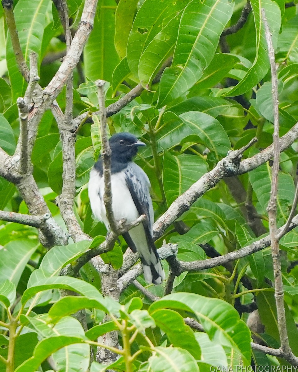 Black-headed Cuckooshrike - ML638221942