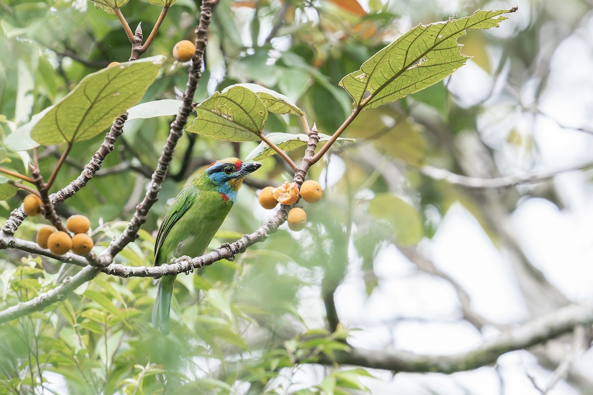 Black-browed Barbet - ML638221944