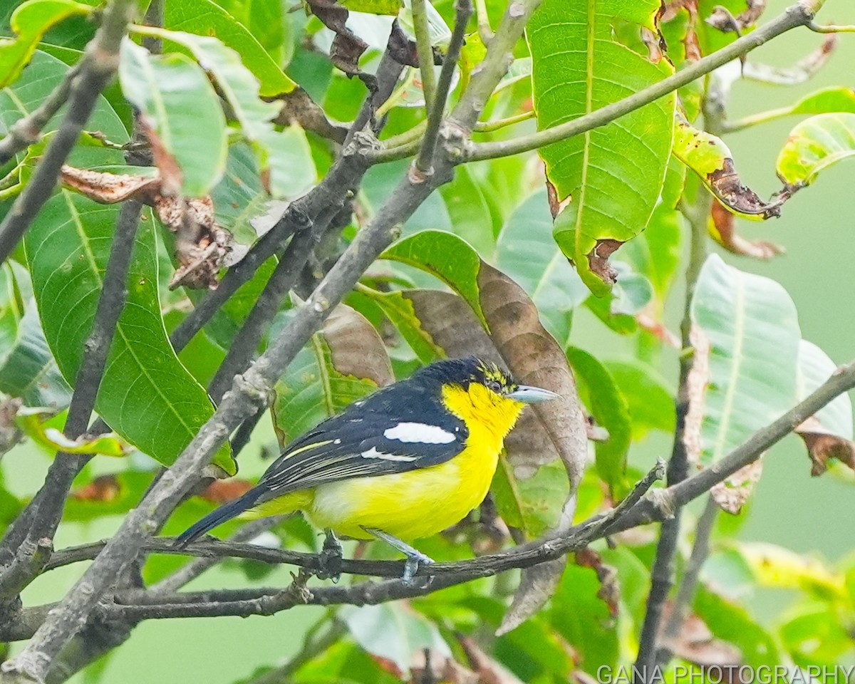 Common Iora - ML638221945