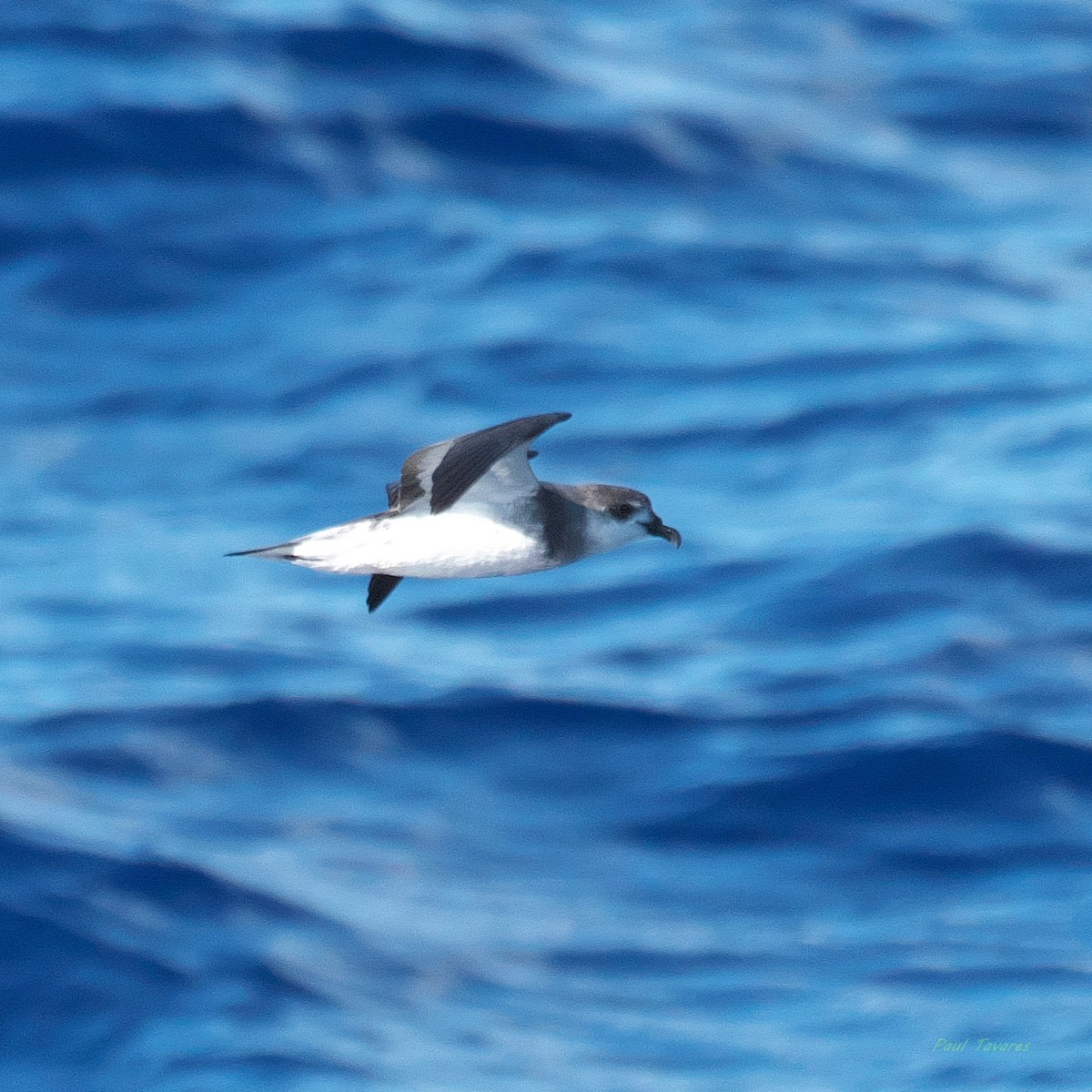 Black-winged Petrel - ML638221954