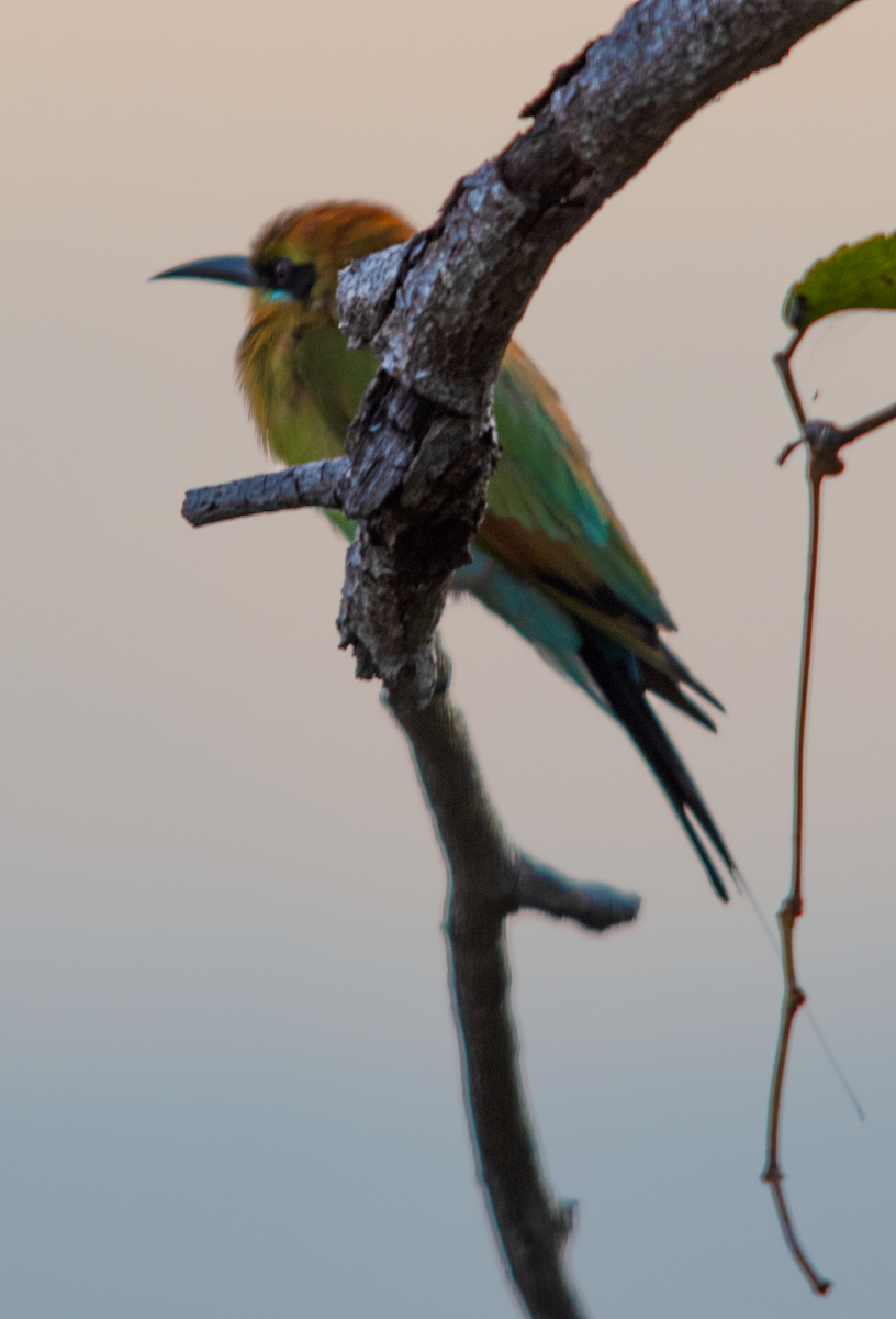 Rainbow Bee-eater - ML638221962