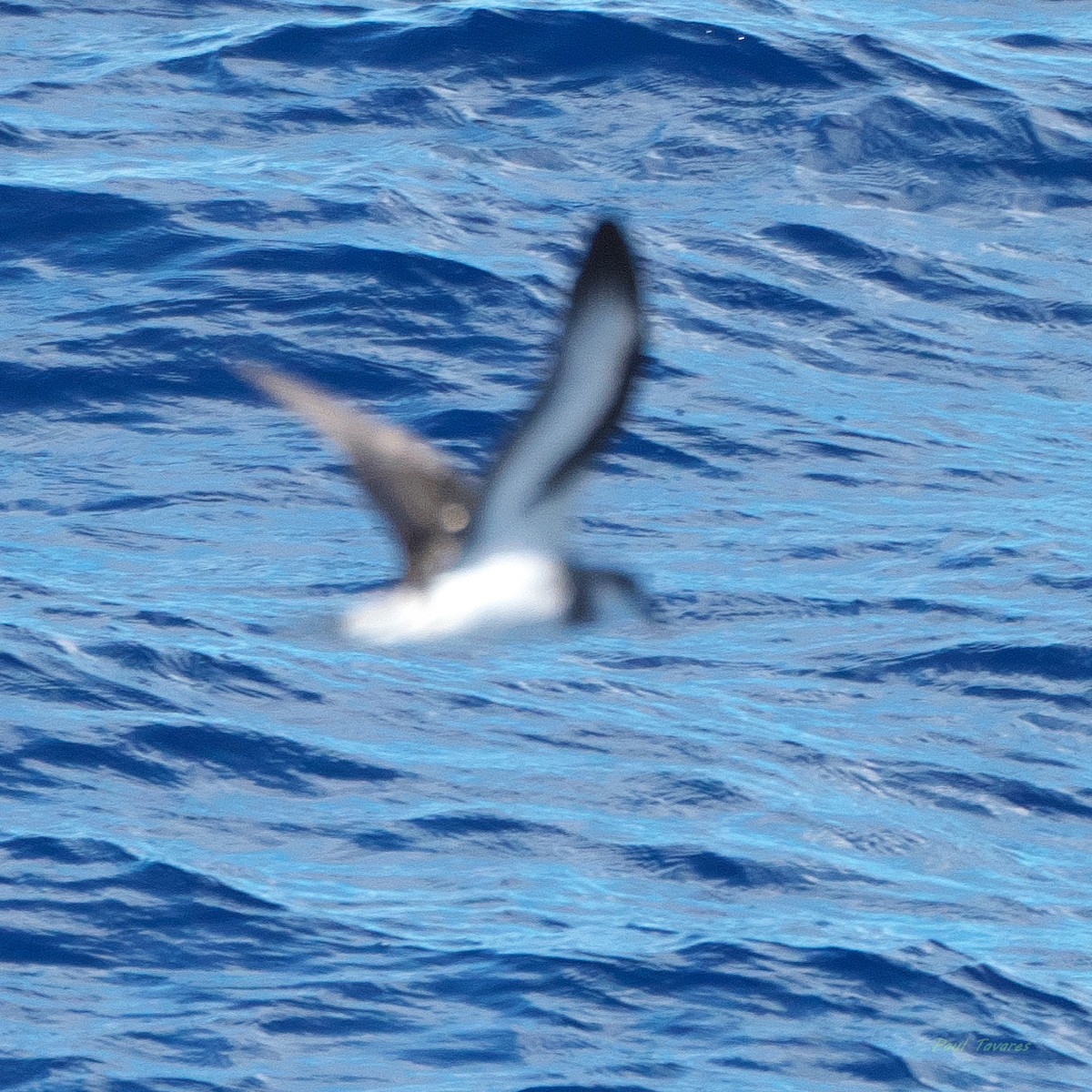 Black-winged Petrel - ML638221964