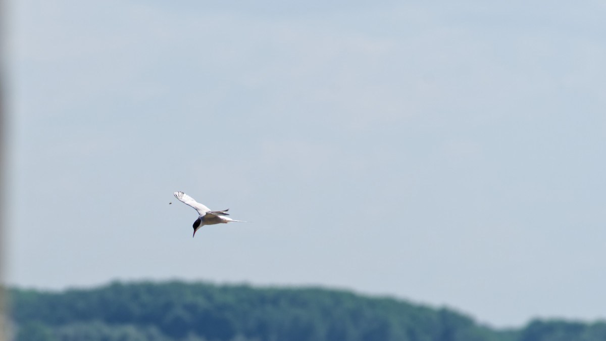 Common Tern - ML638221965