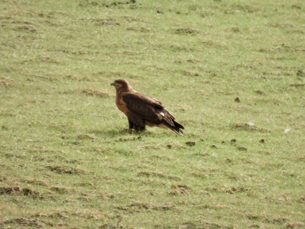 Upland Buzzard - ML638221966