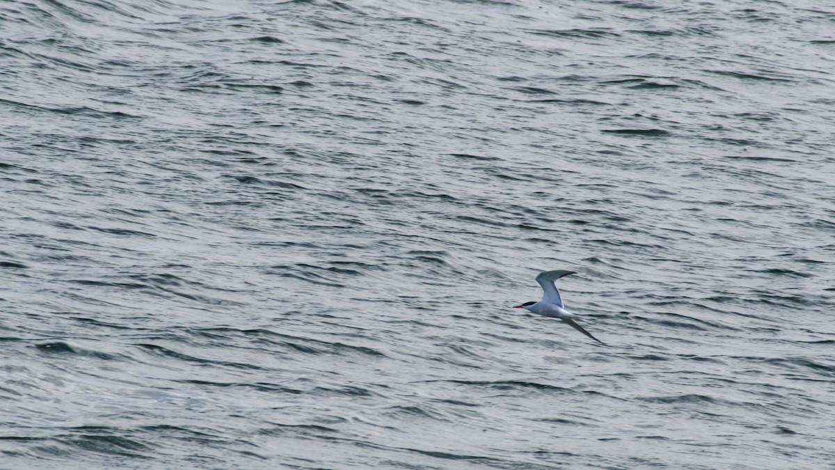 Common Tern - ML638221974