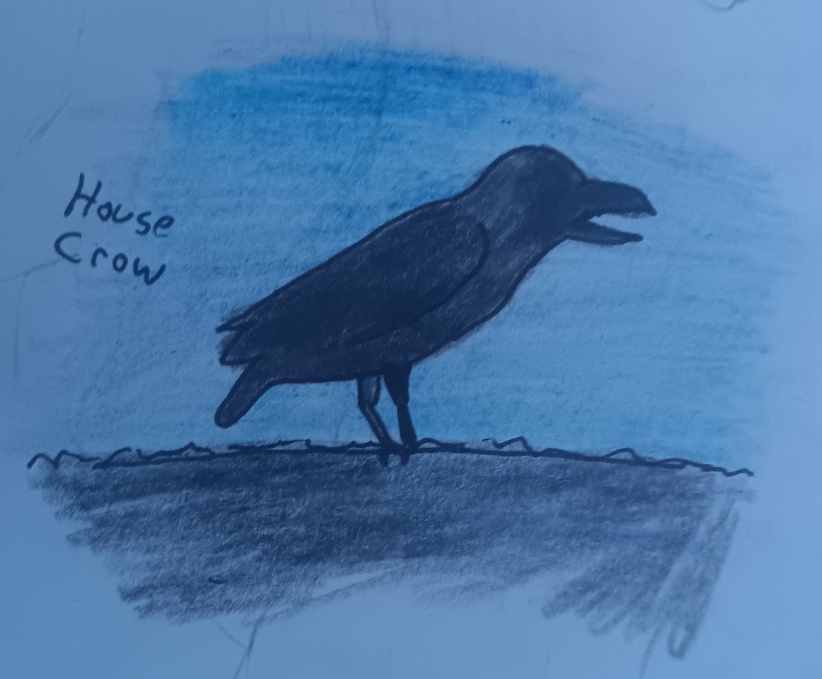 House Crow - ML638221982