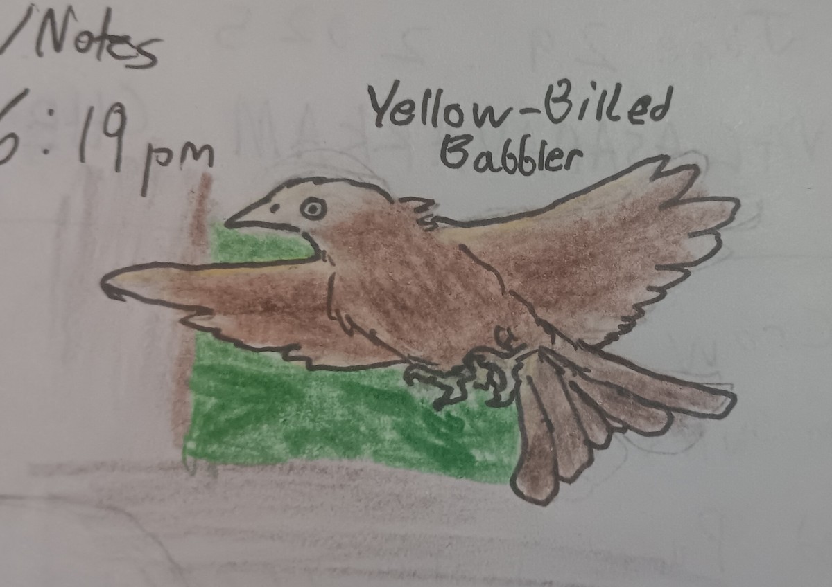 Yellow-billed Babbler - ML638221986
