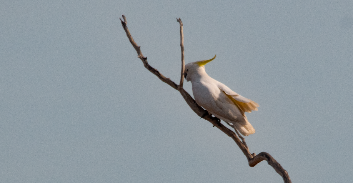 Sulphur-crested Cockatoo - ML638221993