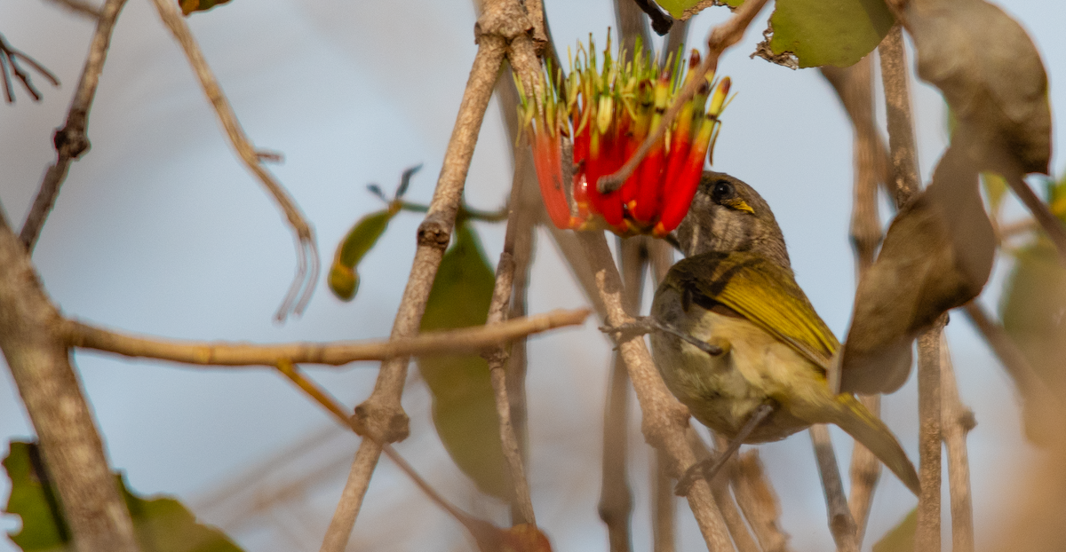 Brown Honeyeater - ML638222003