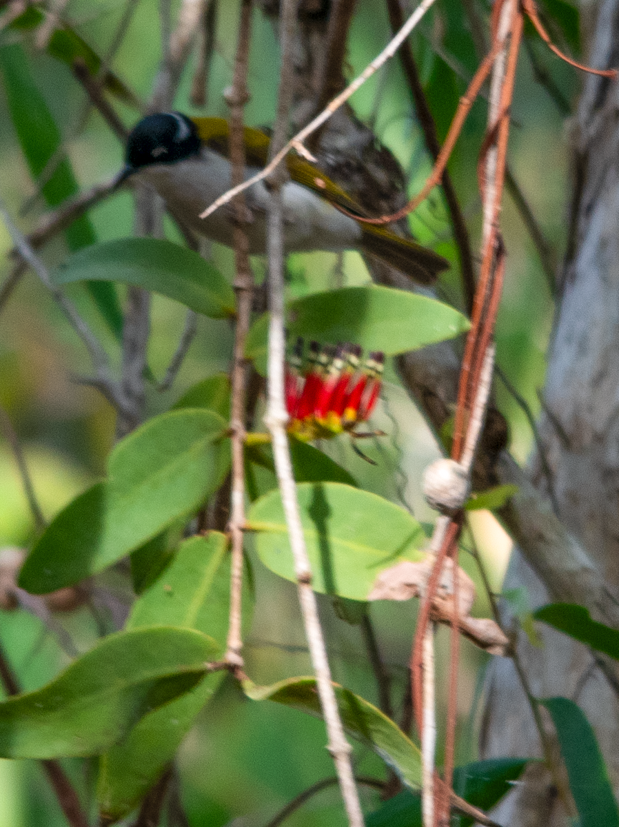 White-throated Honeyeater - ML638222010