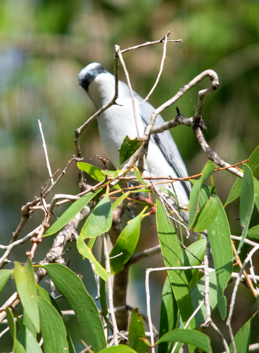 White-bellied Cuckooshrike - ML638222024