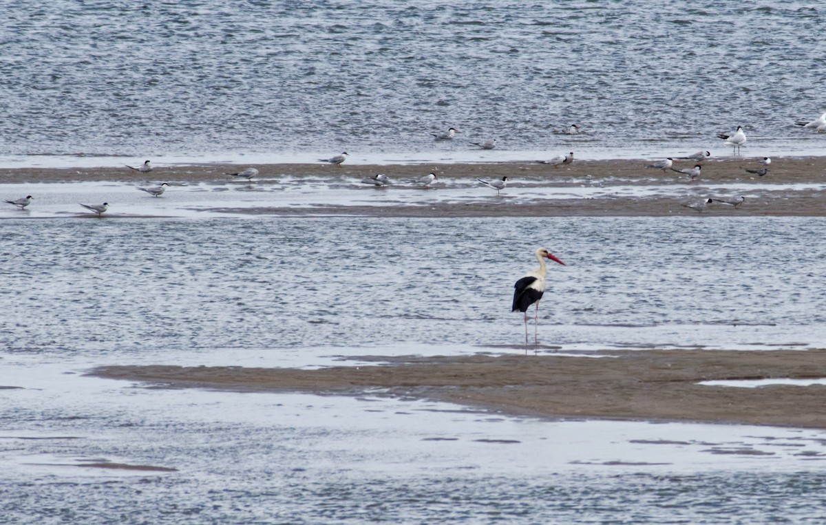 White Stork - ML638222028