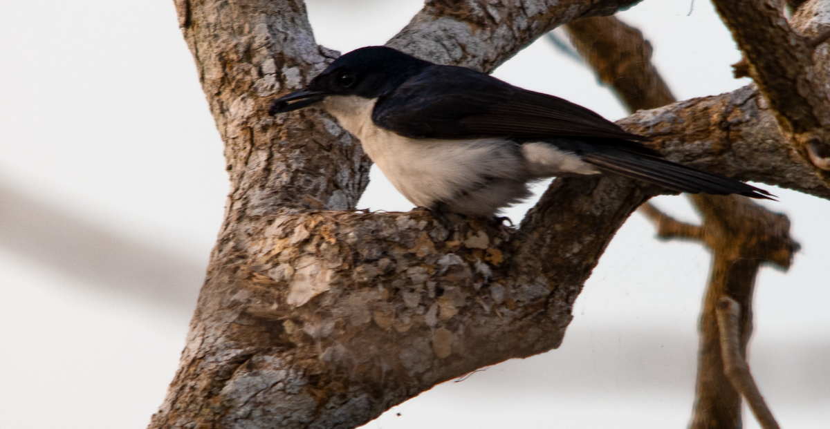 Paperbark Flycatcher - ML638222031
